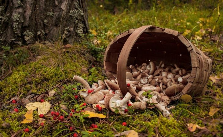Собирала грибы и заблудилась - женщина провела ночь в алтайском лесу