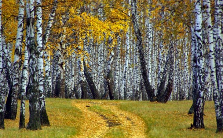 Погода 14 октября в Алтайском крае: без осадков и до +23 градусов