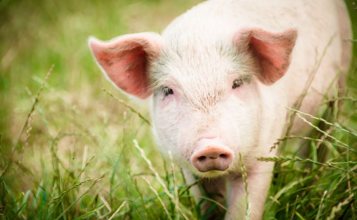 Свиньи покусали ребенка в одном из алтайских сел