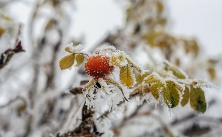 Погода 12 ноября в Алтайском крае: ветер, снег и метель