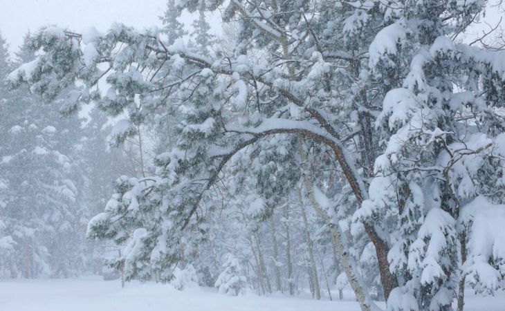 Погода 18 ноября в Алтайском крае: снег, ветер, метель и до -5 градусов