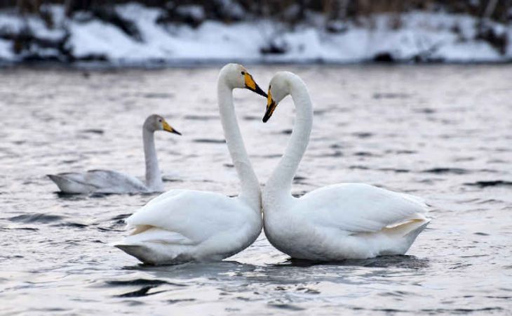 Лебеди слетаются на зимовку в алтайский заказник