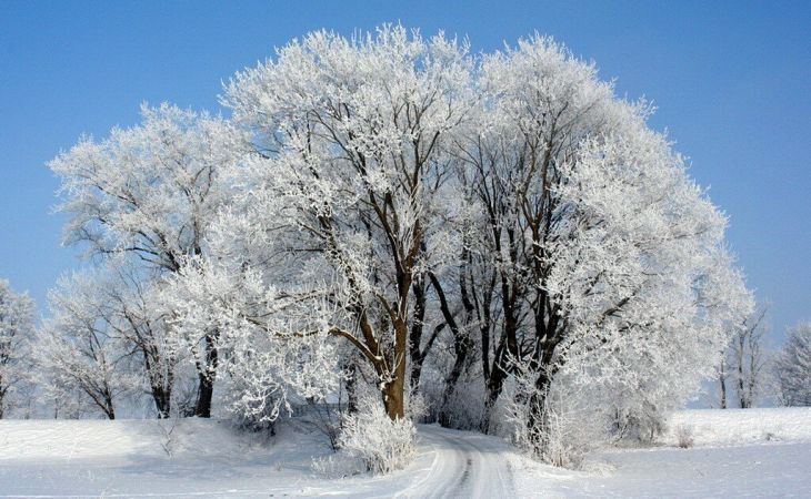 Погода 21 ноября в Алтайском крае: до -23 градусов