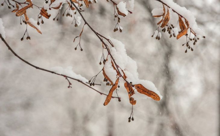 Погода 26 ноября в Алтайском крае: снег и до -10 градусов