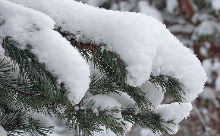 Погода 29 ноября в Алтайском крае: снег, метель и до -12 градусов в регионе
