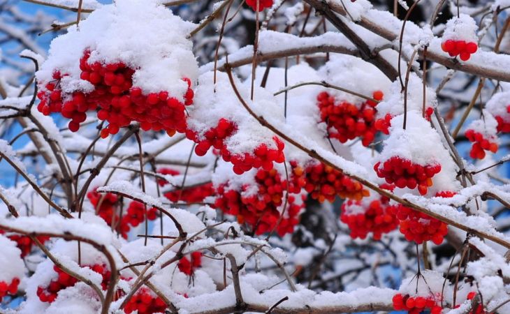 Погода 2 декабря в Алтайском крае: без осадков и до -15 градусов