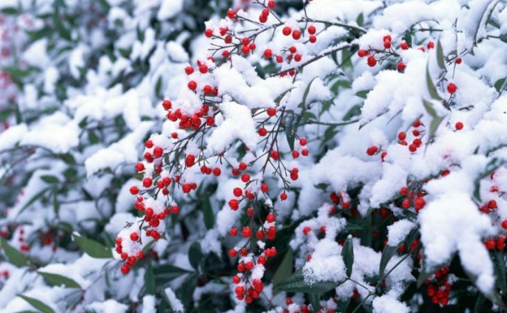 Погода 3 декабря в Алтайском крае: без осадков и до -10 градусов