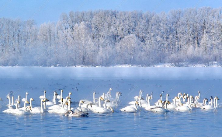 Лебединое озеро на Алтае признано одним из лучших для зимнего отдыха в России