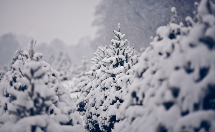 Погода 25 декабря в Алтайском крае: снег, метель, ветер