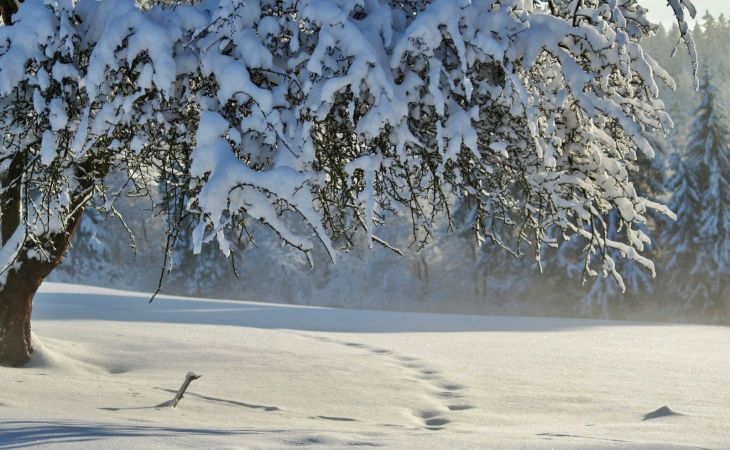 Погода 20 января в Алтайском крае: небольшой снег и до -21 градуса