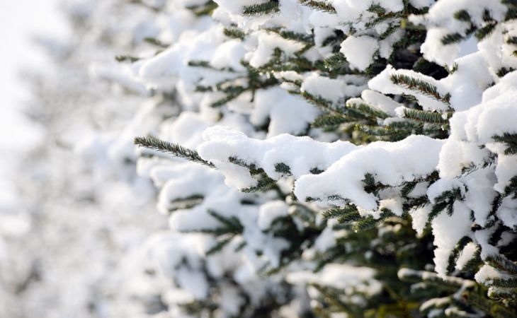 Погода 3 февраля в Алтайском крае: без осадков и до 0 градусов