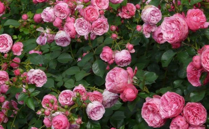 Саженцы роз – как выбрать