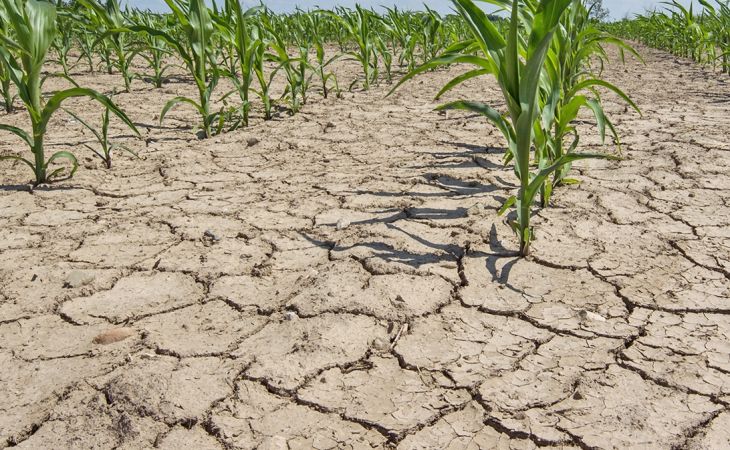 Засуха на Алтае сгубила 90 тысяч гектаров посевов: пострадали 23 района