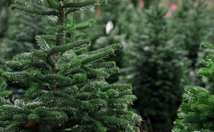 Эксперты рассказали, какие елки к Новому году лучше выбирать для дома