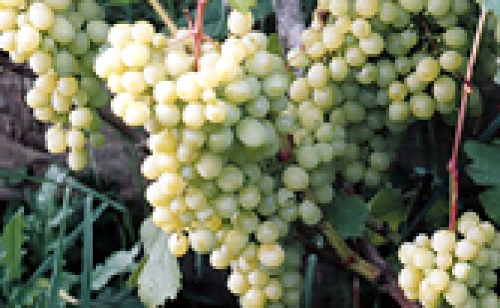 Суровая зима убила французский виноград на Алтае