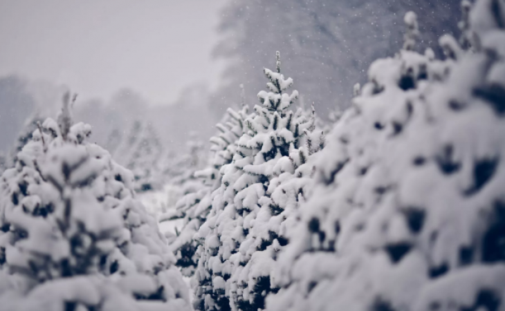 Погода 22 января в Алтайском крае: небольшой снег и до -19 градусов