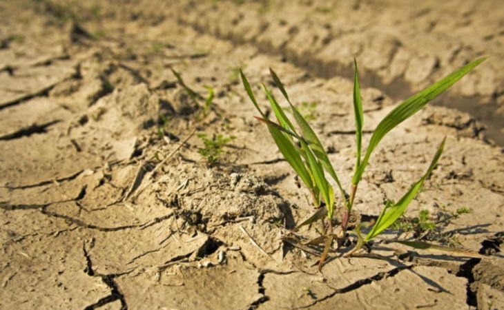 Гидрометцентр: некоторым регионам грозит летняя засуха