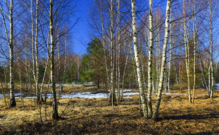 Погода 9 апреля в Алтайском крае: без осадков и до +11 градусов