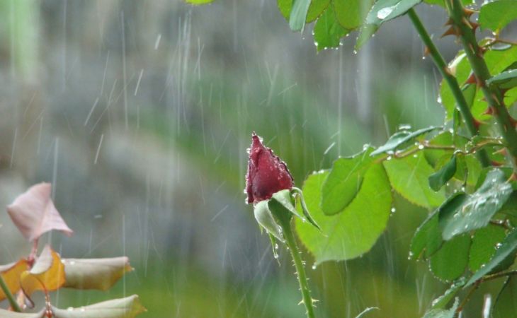 Погода 7 июля в Алтайском крае: небольшой дождь и около +23 градусов