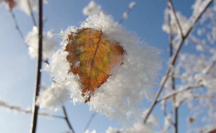Погода 16 ноября в Алтайском крае: снег и небольшое похолодание