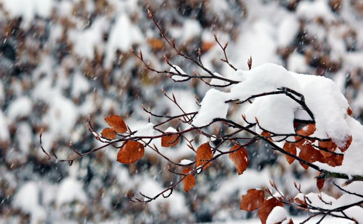 Погода 17 ноября в Алтайском крае: небольшой снег и до -10 градусов