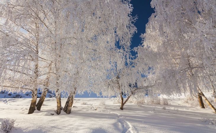 Погода 19 января в Алтайском крае: без осадков и до -14 градусов