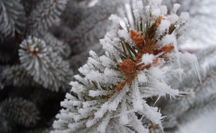 Погода 28 января в Алтайском крае: без осадков и до -16 градусов