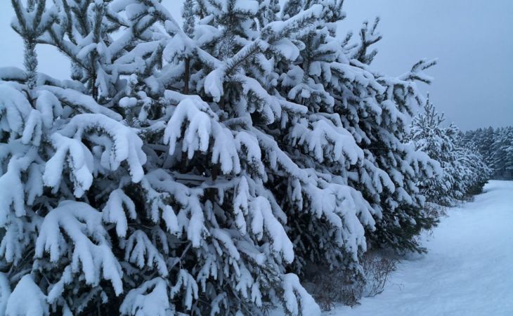 Погода 31 января в Алтайском крае: небольшой снег и до -6 градусов