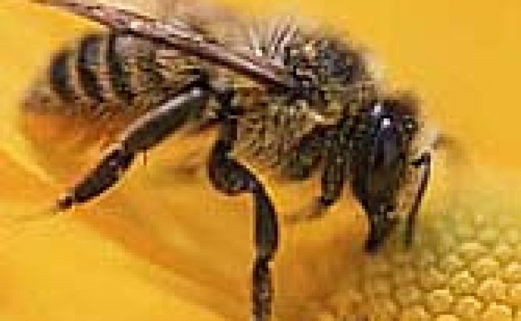 Пчеловой бизнес на Алтае под угрозой из-за партии больных медоносцев