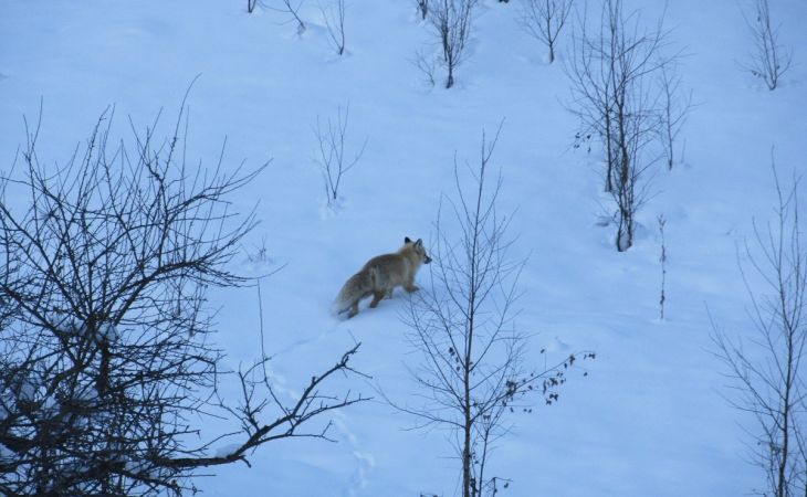 Лиса. Фото: Алтайский государственный природный биосферный заповедник