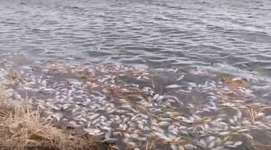 В озере вблизи Рубцовска зафиксирована массовая гибель рыбы