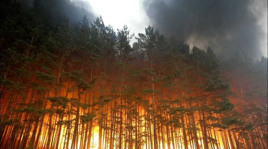 Алтайский край вошел в число регионов, которым грозят самые опасные природные пожары