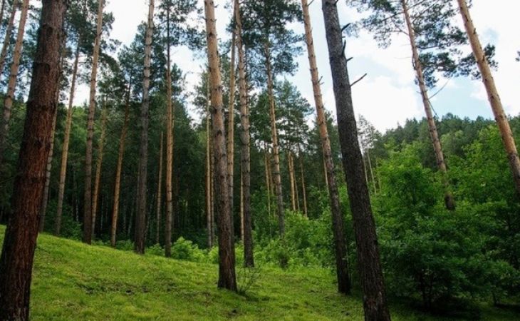 Лес