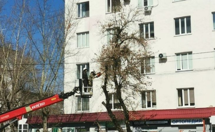 Обрезка аварийных деревьев в Барнауле
