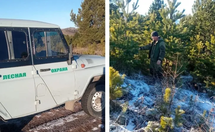 Охрана хвойных деревьев