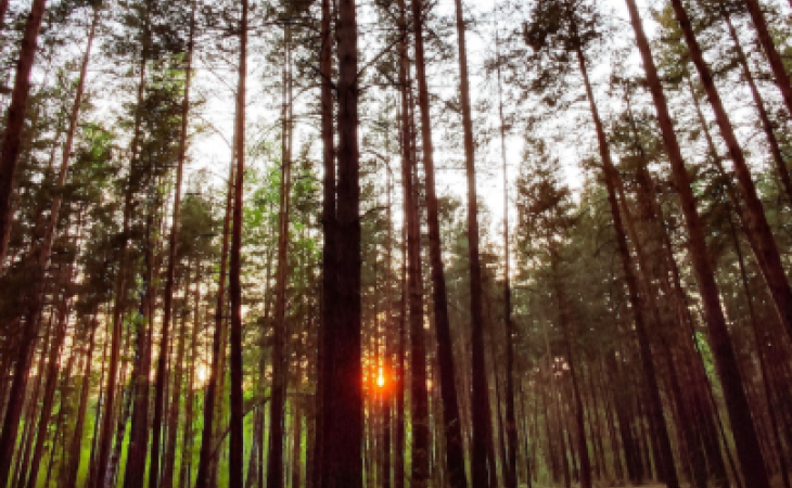 Ленточный бор