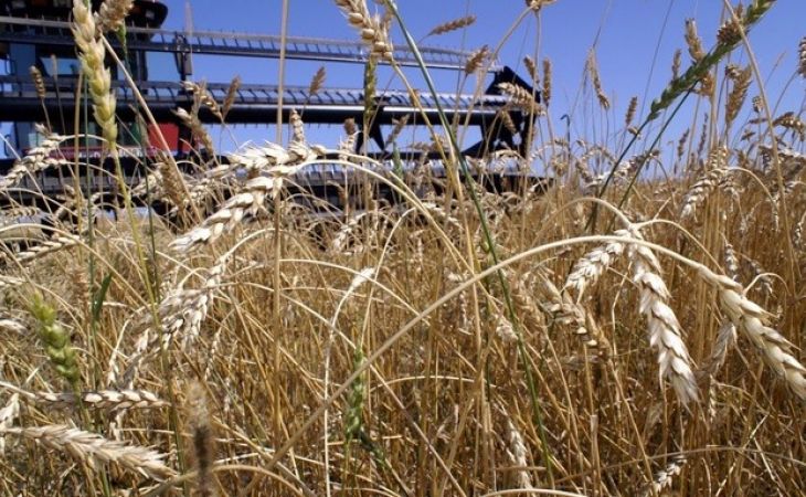 Пшеница в Алтайском крае