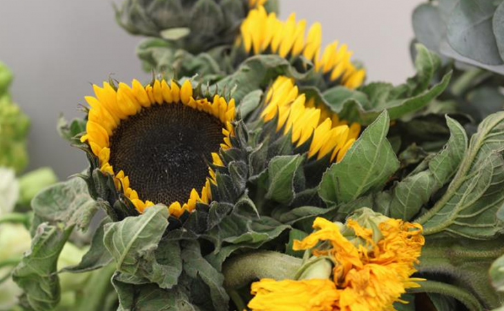 Подсолнухи