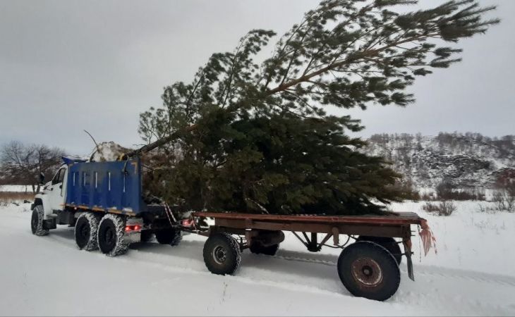 Пересадка хвойных деревьев
