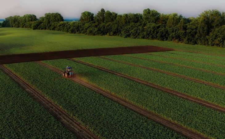 Соя в хозяйстве "Гея" 