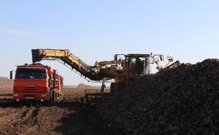 Уборка сахарной свеклы