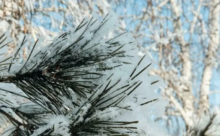 Деревья в снегу
