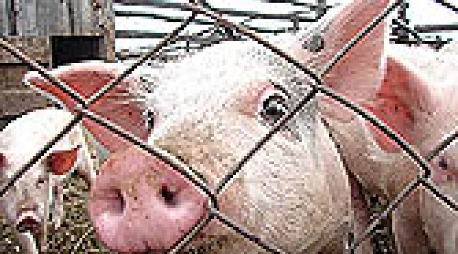 Свиноводческий комплекс в Тальменке построят раньше, чем планировалось