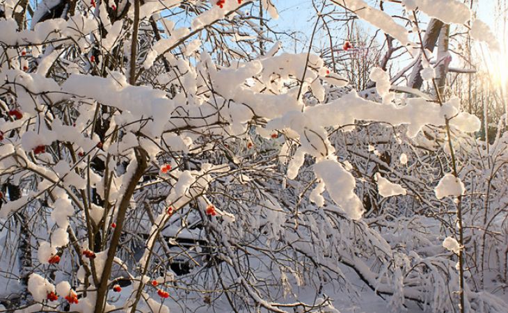 Настоящая оттепель придет на Алтай в начале недели