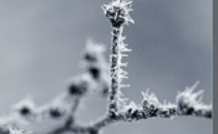 Штормпрогноз объявлен на Алтае из-за сорокаградусных морозов