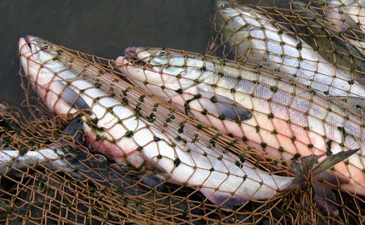 Более 70 кг рыбы выловил сетями браконьер на алтайской реке