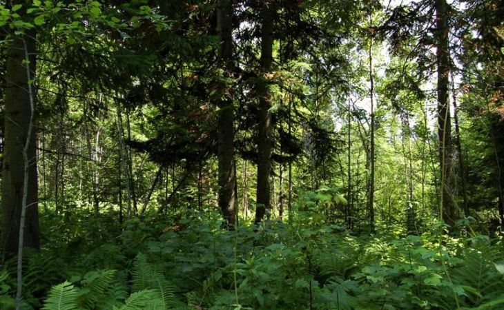 Жителям Алтайского края ограничат доступ  в леса