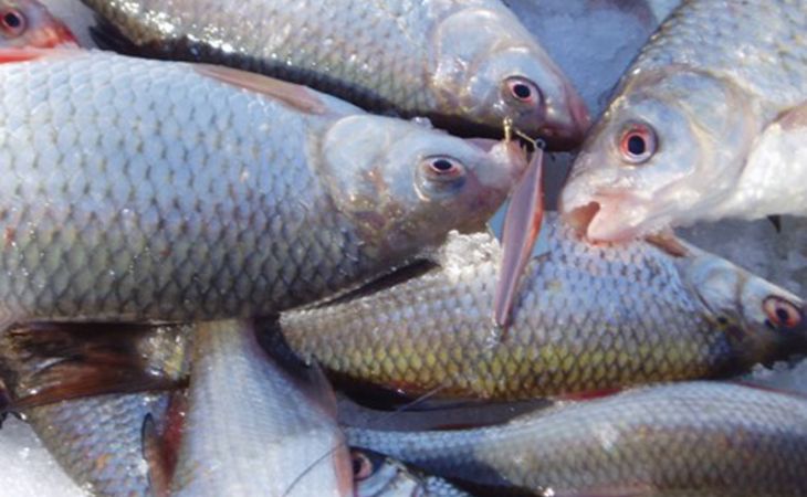 Полицейские задержали на Алтае браконьера, выловившего 200 кг рыбы