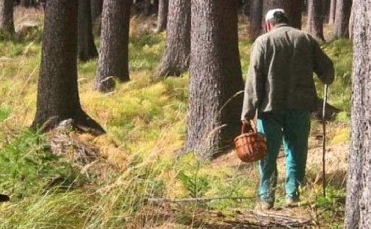 Спасатели ищут бийчанина, заблудившегося в лесу во время сбора грибов