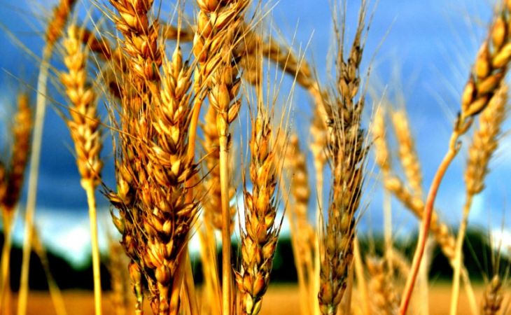 Хозяйства Алтайского края страдают из-за низкого урожая пшеницы